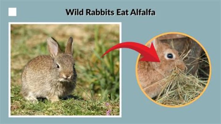 what animals eat alfalfa
