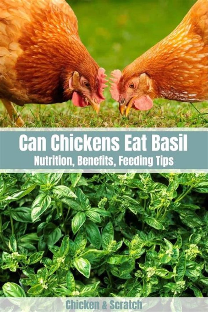 what animals eat basil