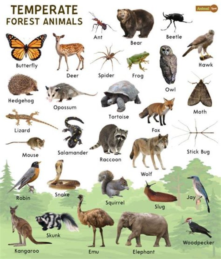 what animals live in the temperate forest