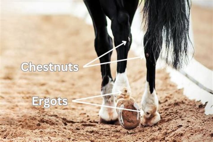 what are chestnuts on horses