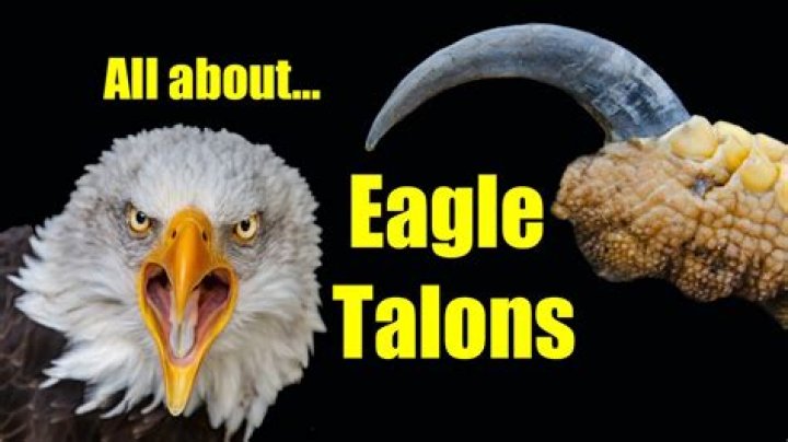 what are talons on an eagle