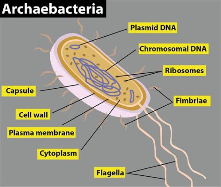 what are the characteristics of archaebacteria?