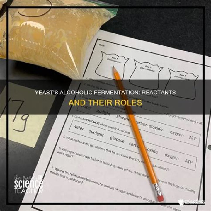 what are the reactants of alcoholic fermentation