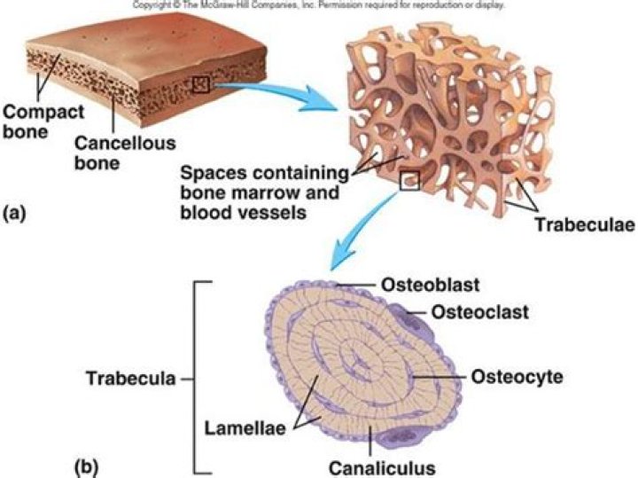 what are trabeculae