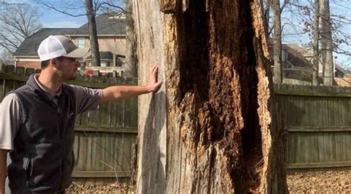 what causes a tree trunk to split vertically