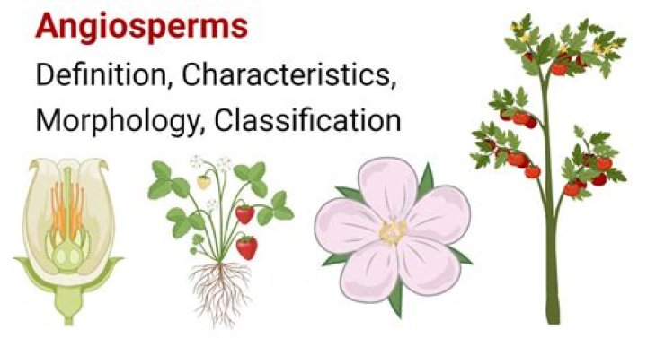 what characteristics are common in angiosperms