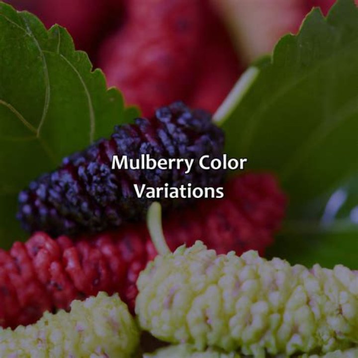 what color is mulberry