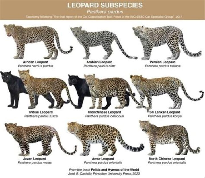 what country is represented by a leopard