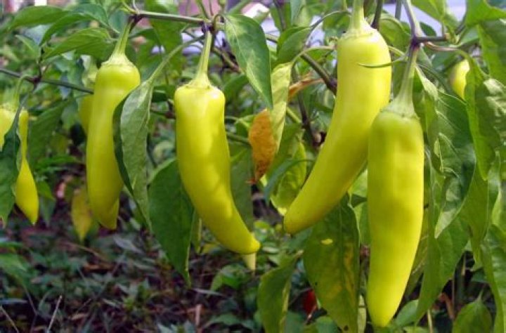 what do banana peppers taste like