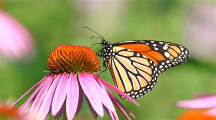 what do butterflies do with the flowers