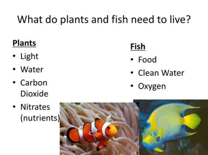 what do fish need to survive