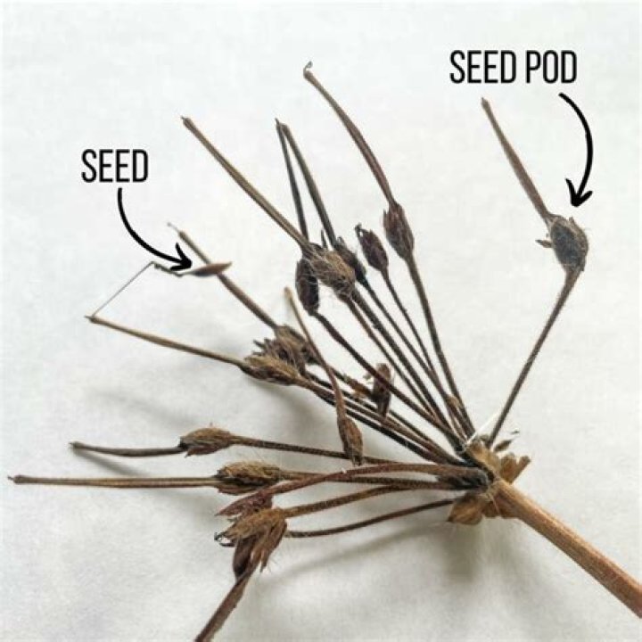 what do geranium seeds look like