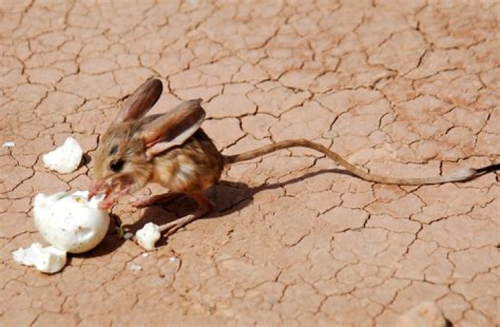 what do jerboas eat