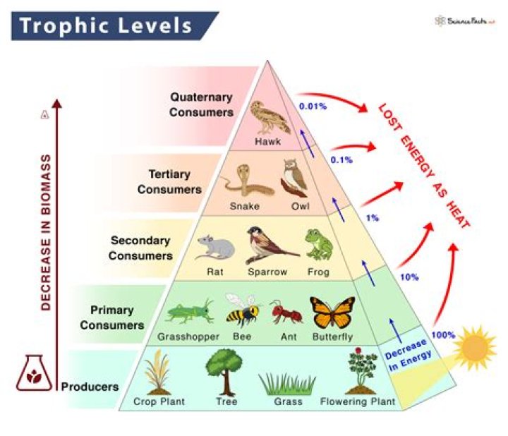 what do you call the third trophic levels