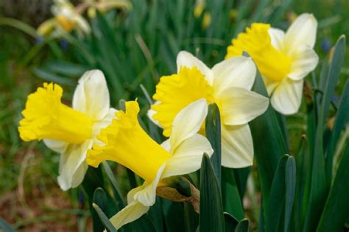 what does a daffodil look like