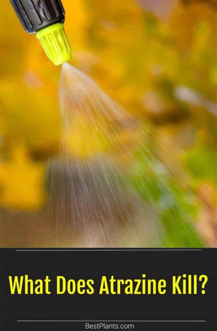 what does atrazine kill