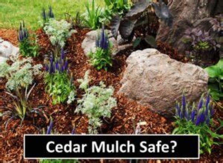 what does cedar repel