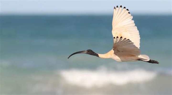 what does ibis world stand for