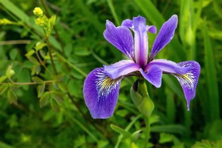 what does iris smell like