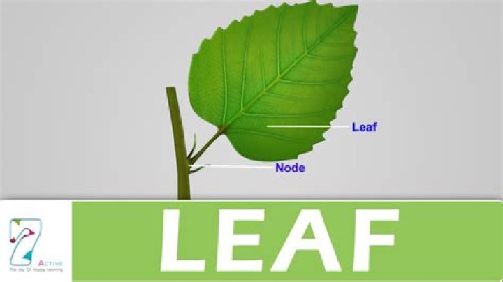 what does leaf subsides to leaf mean
