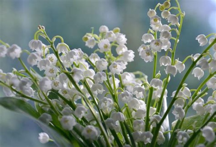 what does lily of the valley smell like