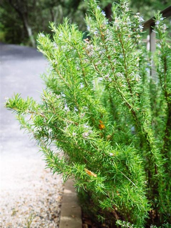 what does rosemary smell like