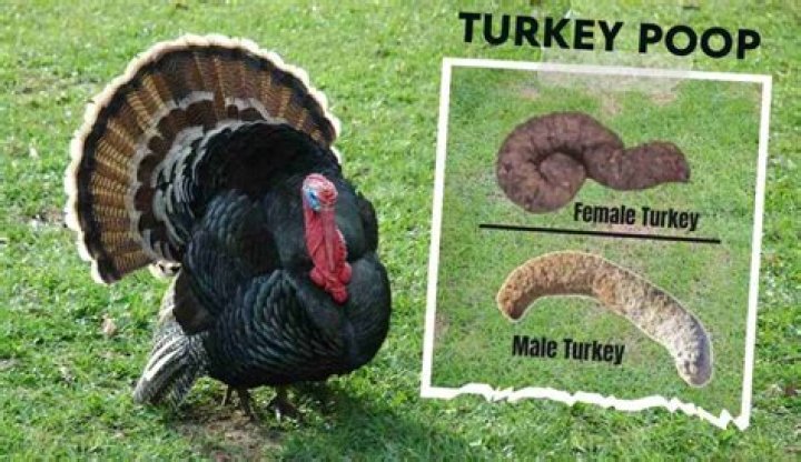 what does turkey poop look like