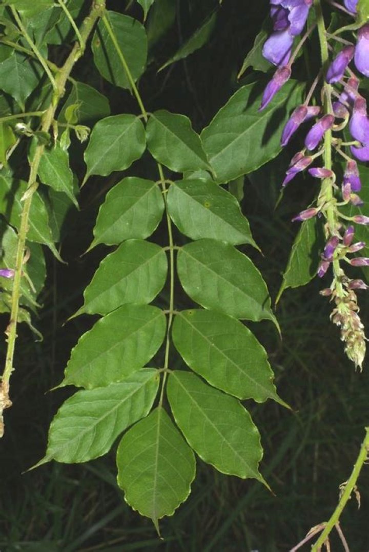what does wisteria leaves look like