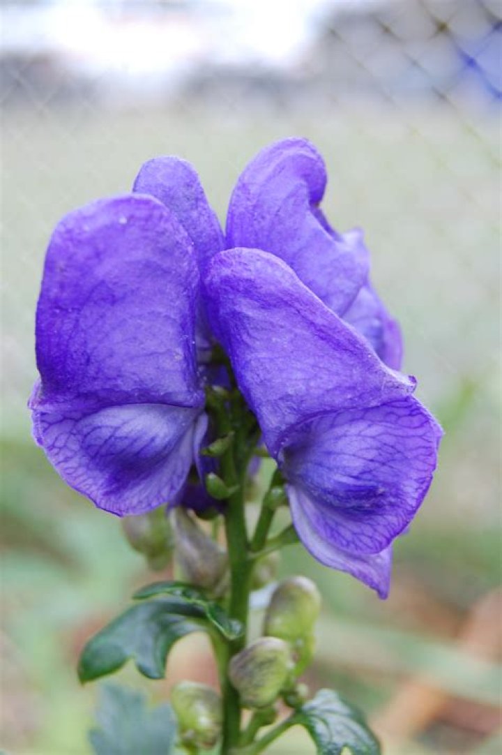what does wolfsbane do to humans
