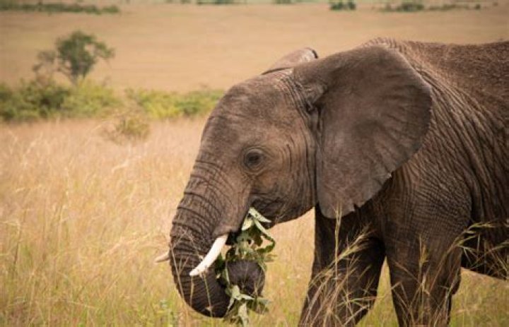 what eats elephant grass