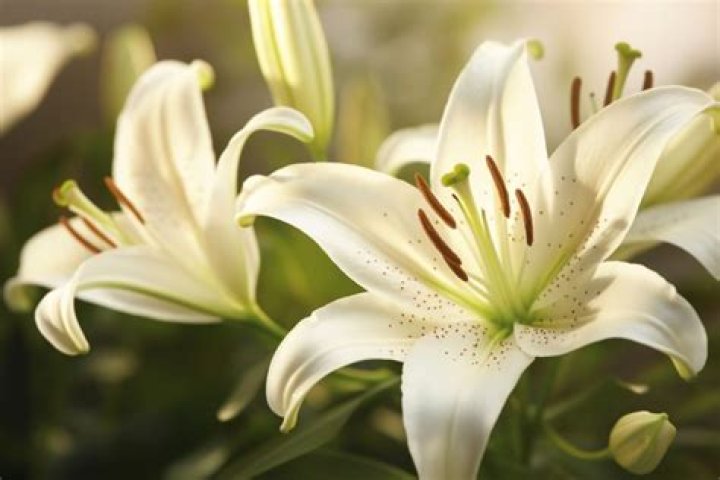 what flower symbolizes betrayal
