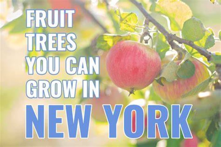 what fruit trees grow in new york