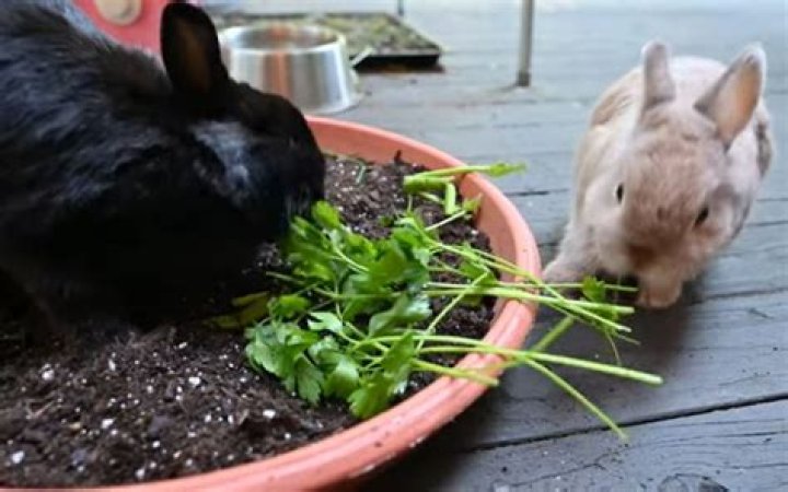 what herbs can rabbits eat