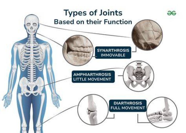 what is a synarthrotic joint