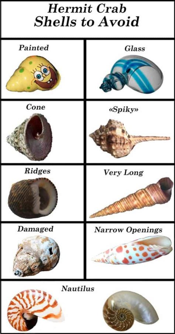 what is crab shell made of