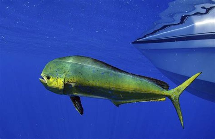 what is dolphin meat called