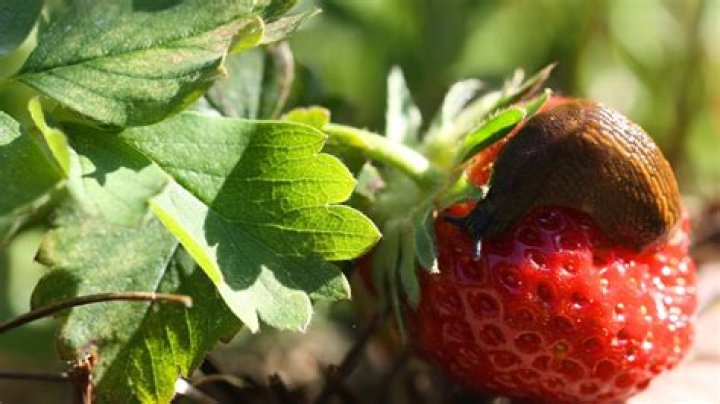 what is eating my strawberries leaves