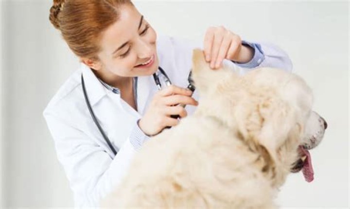 what is quadritop ointment used for