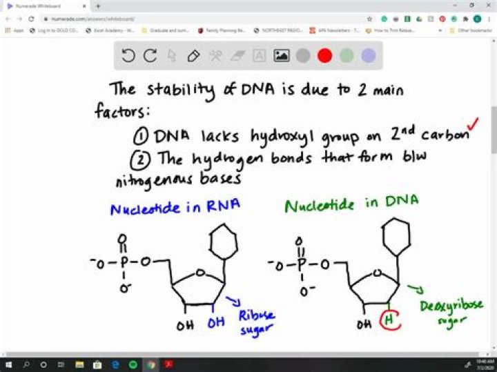 what is responsible for the increased stability of dna compared to rna?