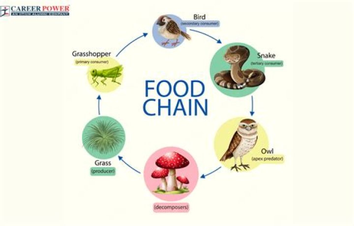 what is the 5th level of a food chain