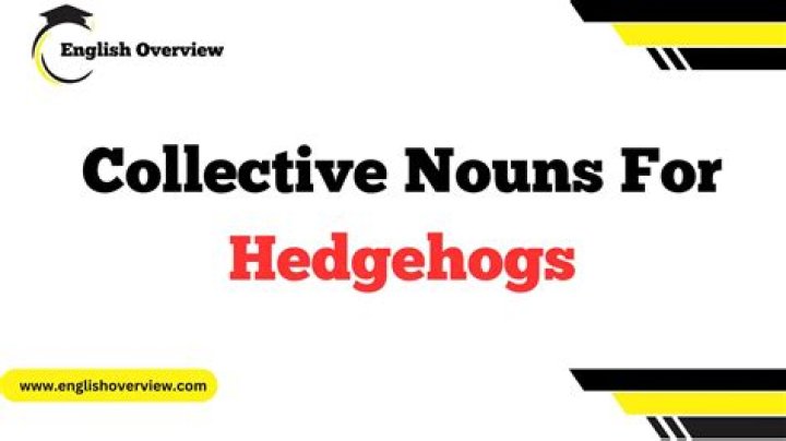 What is the collective name for a group of hedgehogs?