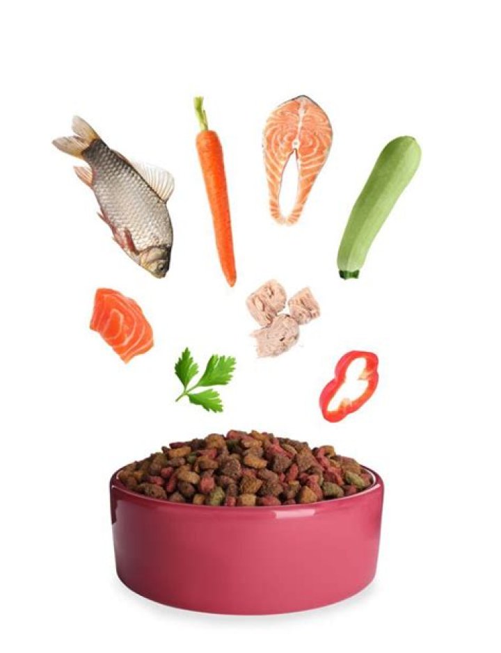 what is the easiest protein for dogs to digest