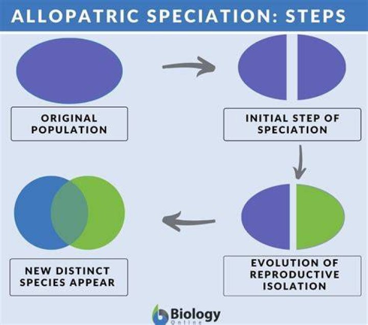 what is the first step in allopatric speciation?