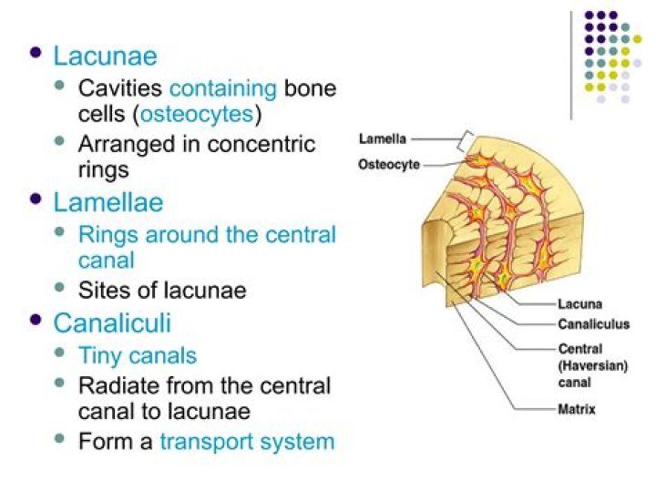 what is the function of the central canal and canaliculi