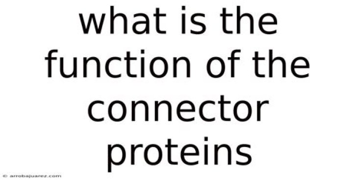 what is the function of the connector proteins?