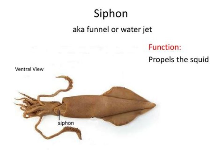 what is the function of the siphon in a squid