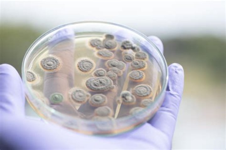 what is the goal of bioremediation