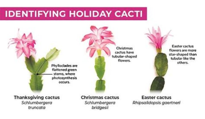 what is the lowest temperature a christmas cactus can tolerate