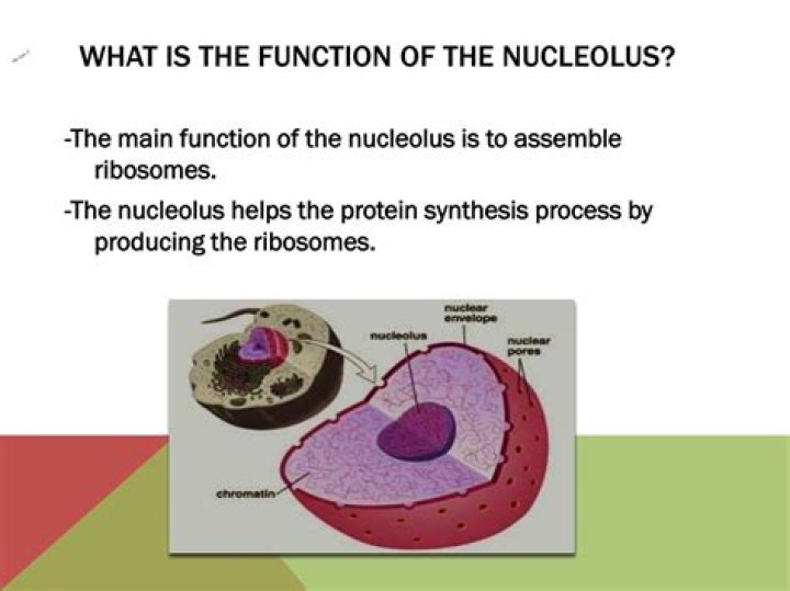 what is the main function of the nucleolus