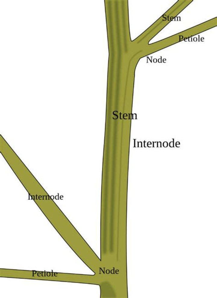 what is the node of a plant stem